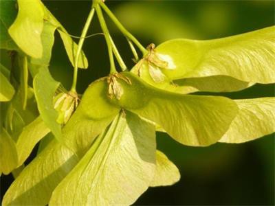 Ingot Maple Extract Ingot Maple Extract