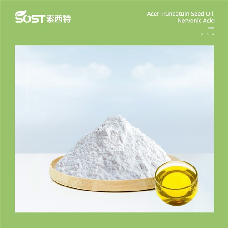 Acer Truncatum Seed Oil Nervonic Acid 90% high quality